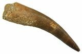 Fossil Plesiosaur (Zarafasaura) Tooth - Morocco #297990-1